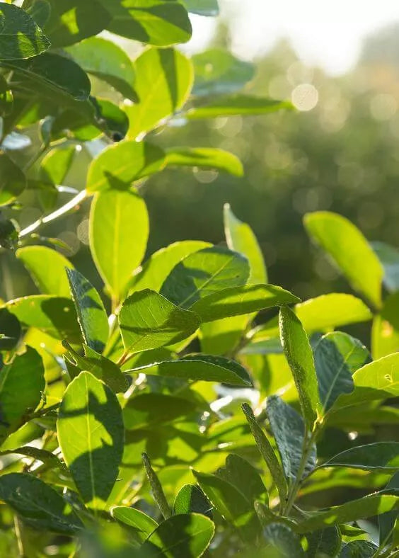 6 właściwości Yerba mate